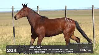 LOTE 204 - CAVALO CRIOULO (MACHOS) - LEILÃO SÃO BIBIANO 2021
