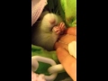 My fat rat eats treat My fat rat eats treat