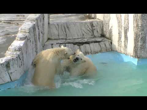 ホッキョクグマ 男同士の戦い ~Polar Bears Fighting~