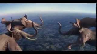Amazing elephant fly Amazing elephant fly