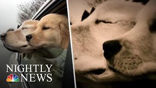 Blind Golden Retriever Has His Own Four-Legged ‘Seeing-Eye’ Companion | NBC Nightly News
