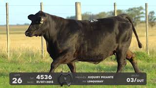 LOTE 26 - VENTRES BRANGUS - LEILÃO SÃO BIBIANO 2021