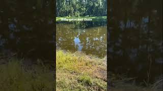 Baby Gator, Chased My Bait Up On The Bank