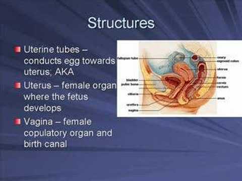 reproductive system information reproductive system information