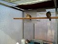 image Zebra Dove B Hanjuang Henry Manila Bf Bandung Indonesia
