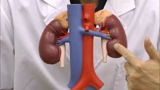 腎臓と大動脈・大静脈モデル：動画