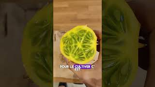 Kiwano