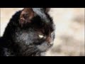 Old Black Cat by Ian Anderson