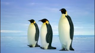 Penguins - National Geographic Doentary