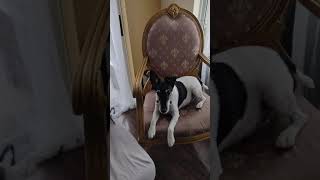 Jack Smooth Fox Terrier