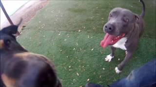 Adopted Bree - Staffordshire Bull Terrier For Adoption