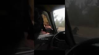 Deli̇ Farfara Yeni̇ Vi̇deo Yörük Dublaj