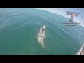 FUNNY ANIMALS: Try not to LAUGH - The FUNNIEST ANIMAL videos