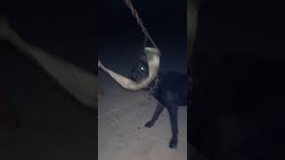 Black Dodo Apbt Full Hot Blood