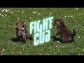 Fight Cub, from Dissolve