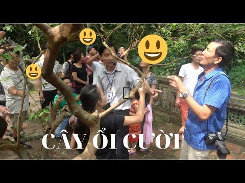 Bí ẩn cây ổi cười trong khu di tích lịch sử Lam Kinh
