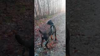 My German Hunting Terrier