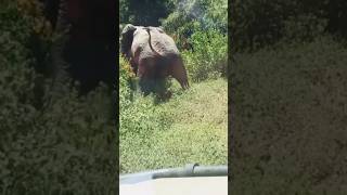 Elephants Matingsxn The Wild