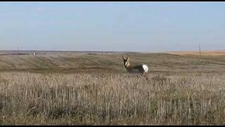 Antelope Decoy Stalk 2009.Avi