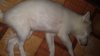 Rat Vore Dustur Dustumi