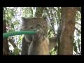 A Thirsty Koala Returns and Sneezes