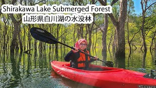Canoeing Above the Bridge !!! The Beauty of The Sunken Forest in Yamagata Prefecture