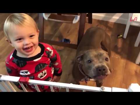 FUNNY DOG FAILS | Funniest Dog Videos