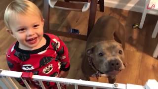 FUNNY DOG FAILS | Funniest Dog Videos