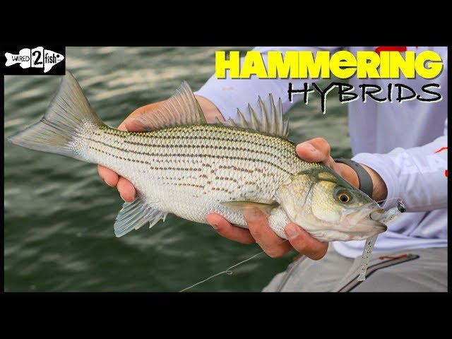 Watch Match the Hatch for Hybrid Striped Bass on YouTube.