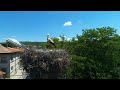 Stork S Nest With Little Storks Drone Stork S Nest With Little Storks Drone