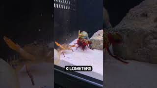 Animals With Real Life Superpowers