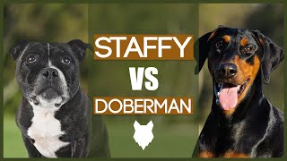 Staffordshire Bull Terrier Vs Doberman