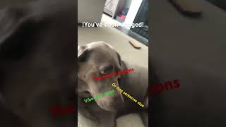 Youve Been Dogged