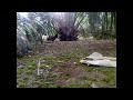 image Ayam Hutan Pikat Betina 8