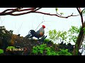 Indian Gray jungle Fowl.. Call