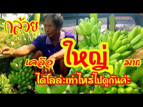 กล้วยไข่ตกไซร์ราคาวันนี้ได้เท่าไหร่ไปดูกันค่ะ ep.109