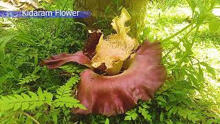 Kidaram Flower