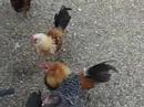 Exotic Chickens
