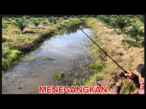 MOMENT MENEGANGKAN #castinggabusbesar #chastinggabus #daiwa