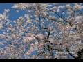 川崎の桜　等々力緑地公園