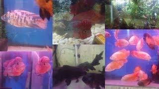 Oscars Fishes Special| Flowerhorn| Wet Pet| Ganga Nagar Bangalore