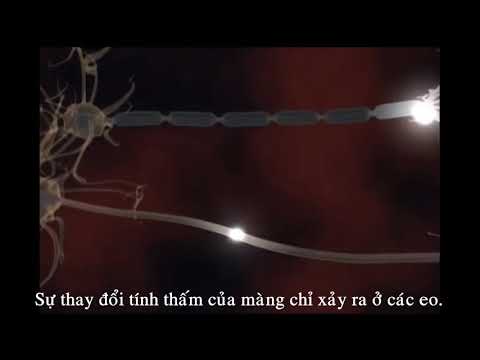 tốc độ xung thần kinh trên sợi có bao myelin và sợi không có bao myelin
