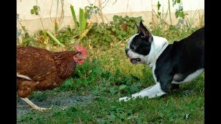 Dog vs Chicken Fight Funny Animals Fight Videos