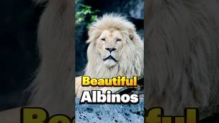 Top 10 Most Beautiful Albino Animals