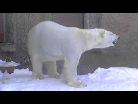 世界の熊館 開館（円山動物園 ホッキョクグマ）