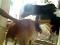 Mating Gir X Gidda bull 5 at last with assitance