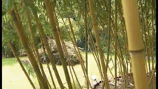 Pflegeleicht Und Immergrün Das Bambus-Paradies In Hohn Bei Rendsburg