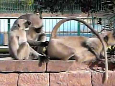 Butt monkey skank anal Prompt, where Butt monkey skank anal