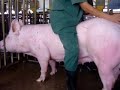 Kích thích khi phối