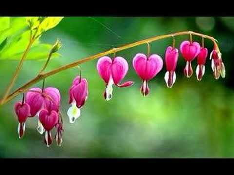Bleeding Heart Video